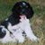 Sandy Paul Jacoby's profile image