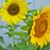Linda Allison's profile image