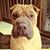 Mysha Duabyakosky's profile image