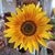 Colleen Dubay Leighton's profile image