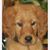 Elizabeth Thompson Sage's profile image