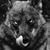 Thorben Jungele's profile image