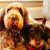 Marcia Flack McGonagle's profile image