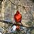 Peggy Strobel's profile image