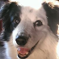 Amy Michele Lambert's profile image