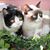 Amy E. Lang's profile image