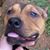 Brian Ross's profile image