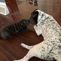 Jesse Lee Buse's profile image