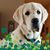 Doreen Trujeque-Castillo's profile image