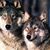 Lucia M. Annunziata's profile image