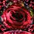 Denise Schoon's profile image