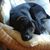 Linda Stevenson's profile image
