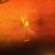Ricky Bruneau's profile image