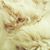 Shadar Sokni's profile image