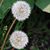 Tolzman Paclibar Julie Ann's profile image