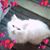 Lori L Bowyer's profile image