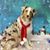 Sharon Gretch's profile image