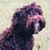 Allison K. Sandt's profile image
