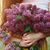 Sandra L. Cianelli's profile image