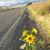 Peggy Erickson's profile image