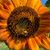 Sally Burkey's profile image