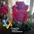 Rosemary Murrman's profile image