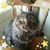 Susan Michaels's profile image