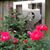 Patricia Koehler Pustejovsky's profile image