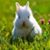 Carrie Masech-Trail's profile image