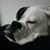 Emily DiBenedetto's profile image