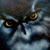 Robin Brunner's profile image