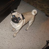 Sullivan Randazzo's profile image