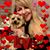 Liz Torres's profile image