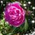 Gracie Hart's profile image
