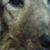 Wythnell Lynch's profile image