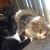 Neko921's profile image