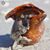 Megan Ireton's profile image