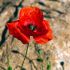 Lorie S.'s profile image
