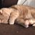 Rayette Saver Laureano's profile image