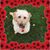 Joanne Shannon's profile image