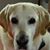 Gwyn Coghill's profile image