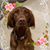 Monica Eberle Antonacci's profile image