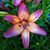 Christine Szepanski's profile image