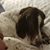 Michelle Giardino-Glanvill's profile image