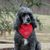 Allen Pease's profile image