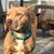 Nick Lorusso's profile image