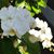 Linda Shields's profile image