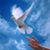 Lyn Sheaffer's profile image