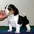 PattIi Ann Trombly's profile image