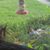 Shirley Brown Graves's profile image